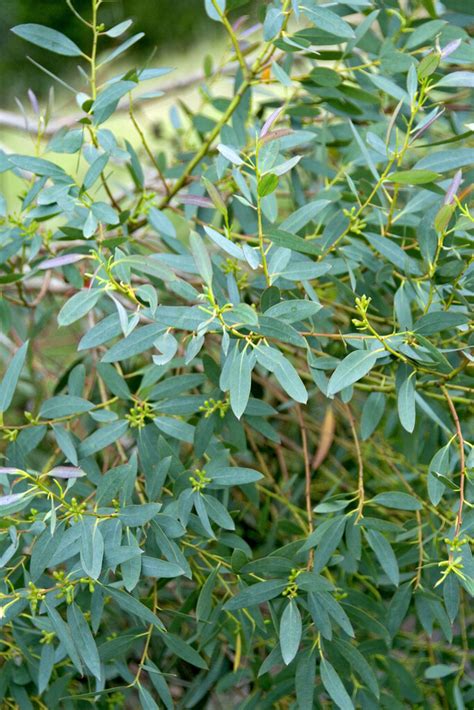 eucalyptus parvifolia
